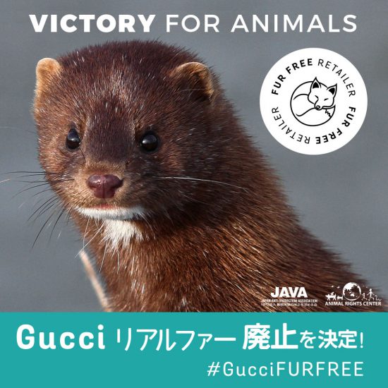 VICTORY!!! Gucci がリアルファー廃止! | Vegan Fashion アニマル