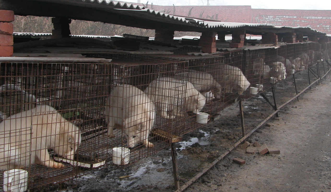 中国毛皮産業