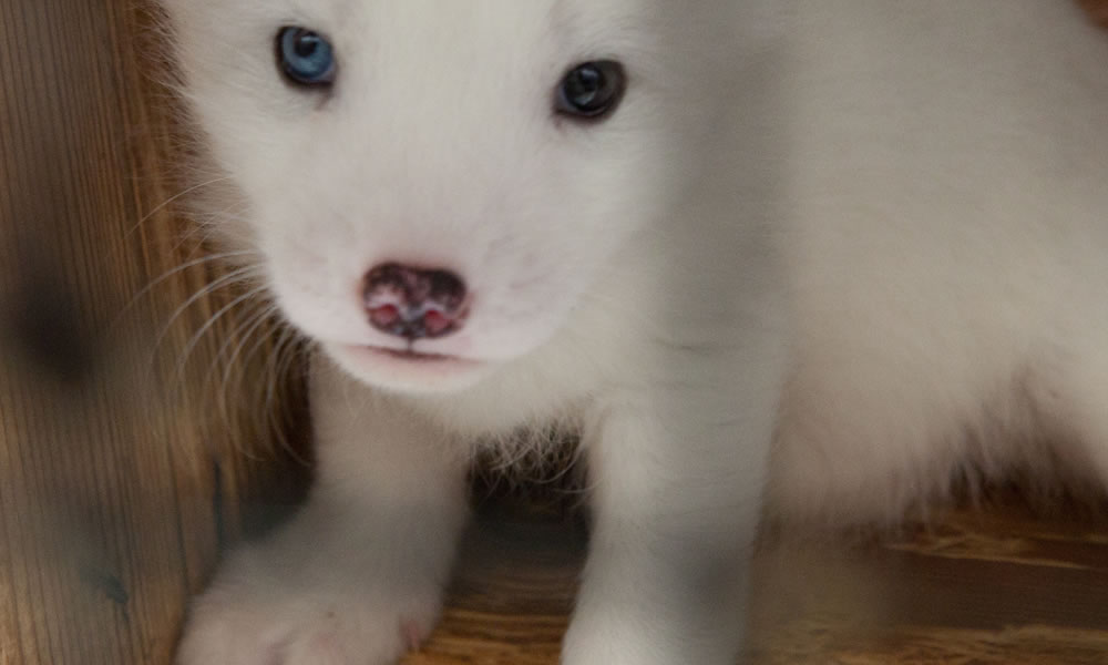 ファーフリーへ流れが大きくなっています！犠牲ゼロを目指そう！