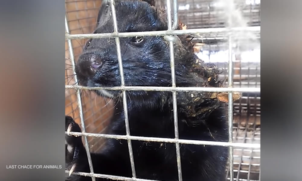 http://lcanimal.org/index.php/investigations/investigations-in-the-field/millbank-fur-farm