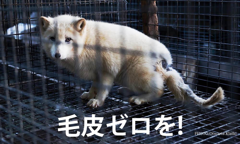 リアルファーをゼロに！