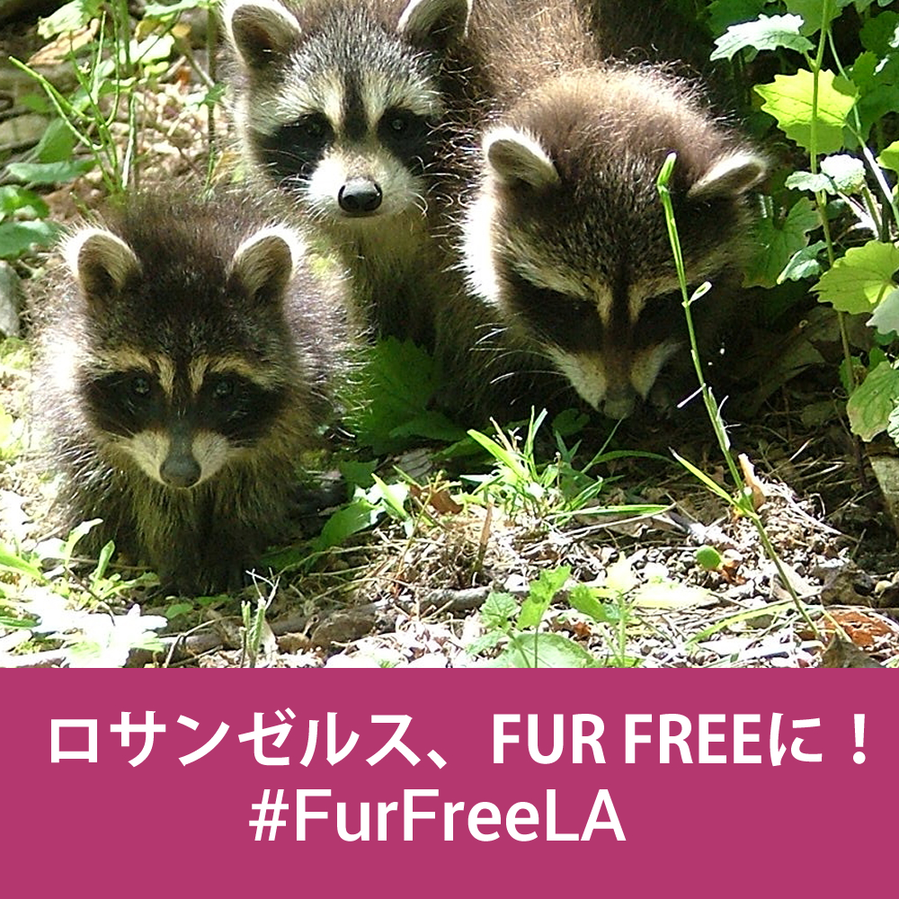 #Fur Free LA