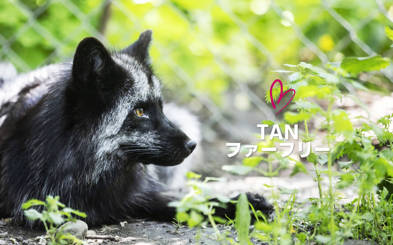 TAN ファーフリー