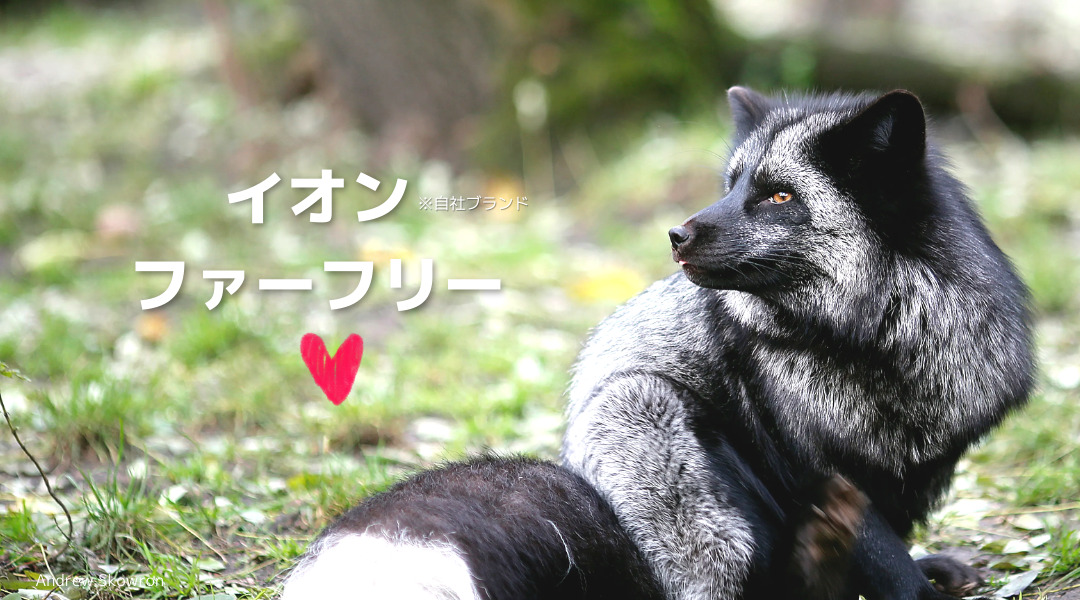 レスキューされた狐