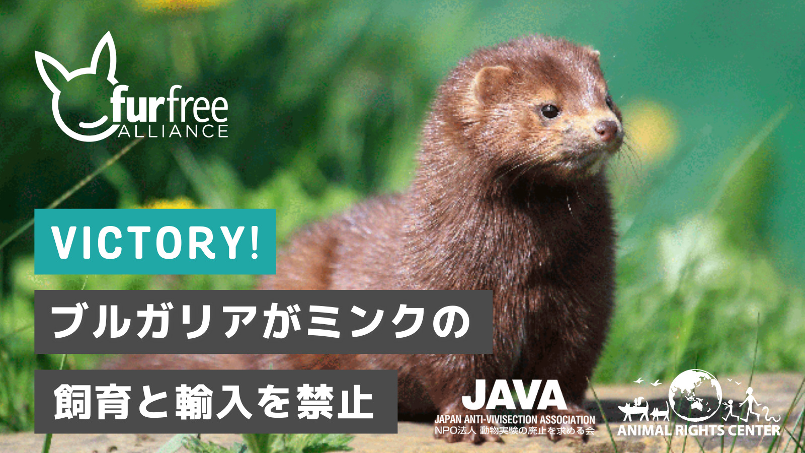 Bulgaria bans mink breeding and importation!